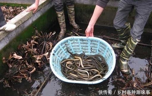 农民这种地方养黄鳝, 二个月后收入数万, 估计没人敢吃!
