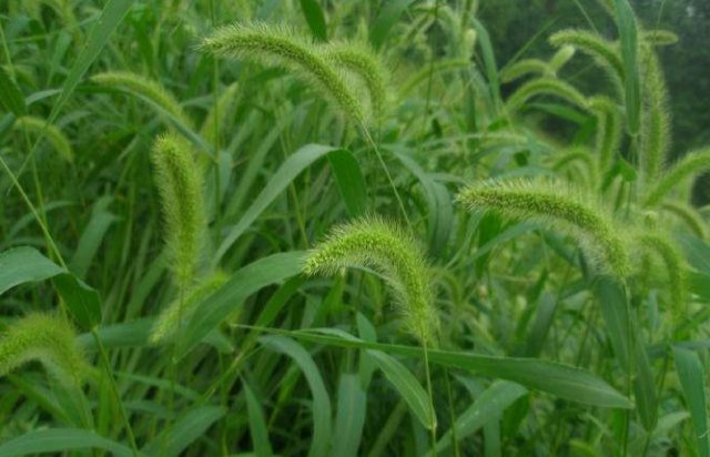  【药草】农村常见的“狗尾草”，危害农田，农民见到就拔，竟还