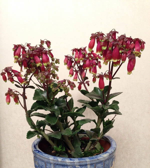  「花形」最会开花的多肉，花形奇特漂亮，养护简单值得你拥有！