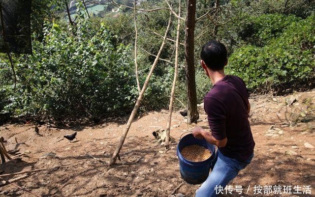  「返乡」17岁外出打工，21年后返乡养殖乌鸡，年收入60万元