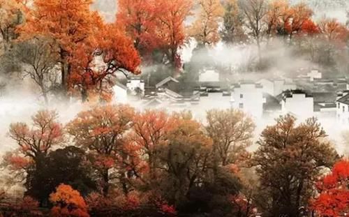 驿道古枫，世外桃源！婺源的秋天才真的是美哭了