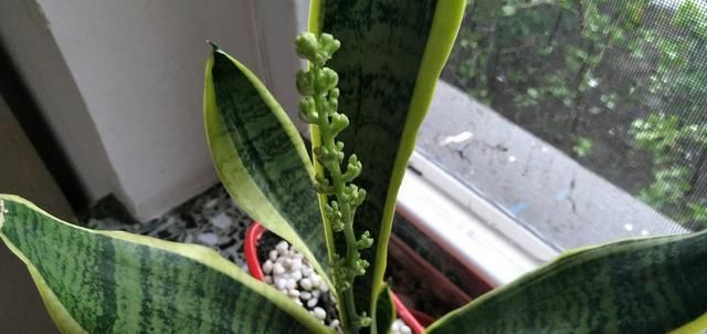  [家里]王阿姨就爱养这2种花，虎皮兰叶叶“1人高”，还能赏花！
