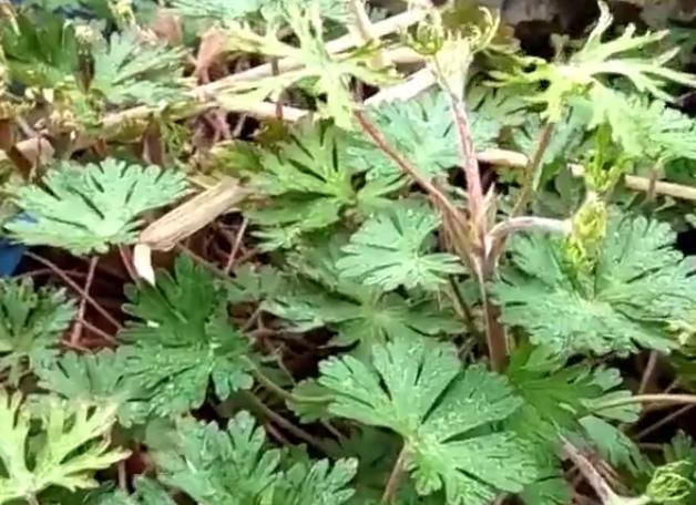  名字■农村一种野草的名字十分霸气，是药王孙思邈所赐，有活血