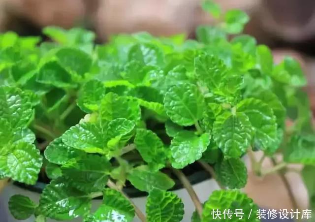  绿意盎然|卫生间放一盆这个植物，异味全跑光，绿意盎然又芬芳