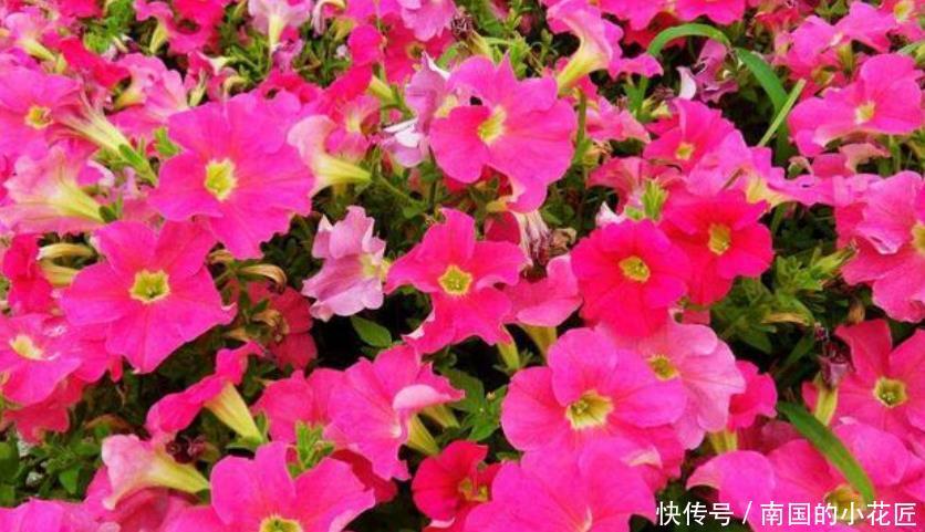  [长寿花]“4种花”很好养，栽土里就活，给点阳光就灿烂，花开满盆！