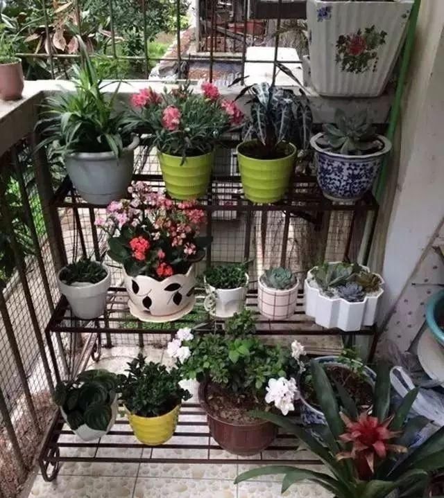  #花架#原来阳台还能这样种花, 一看就像个花园, 太漂亮了!