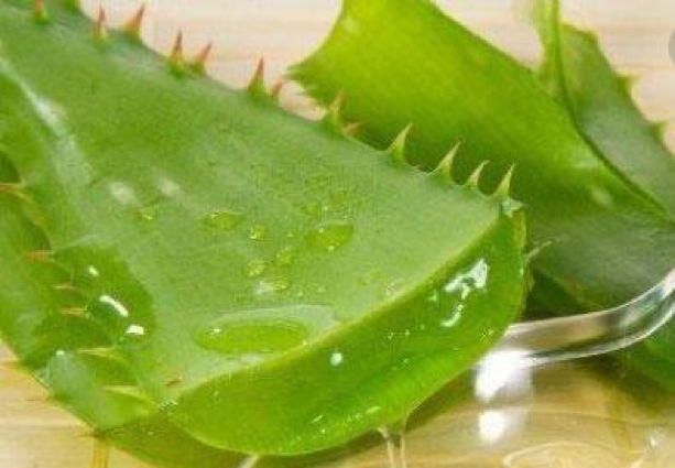  生长：这种“液体”，比柳枝泡水好用，稀释“20倍”浇花，越难养越疯长