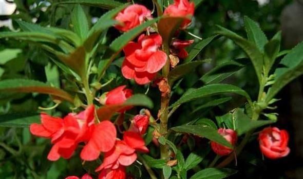  『富贵花』阳台养3种“富贵花”，花儿艳、叶片绿，2月不管，照样成“花海”