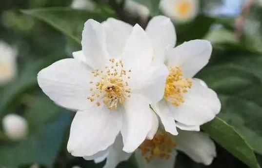  [家里]“4种花”养家里，花苞轻松开满枝，繁花似锦，养在阳台美成窗帘