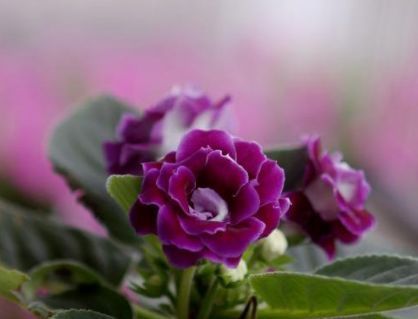  【仙子】喜欢养花，就养“大岩桐”花似紫霞仙子，花瓣随风起舞