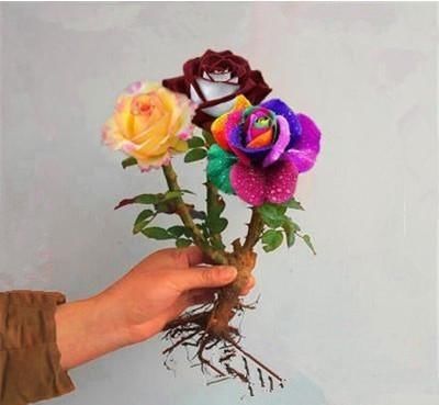  发现@无意间发现的花苗！花开时招蜂引蝶，阳台瞬间成小花园