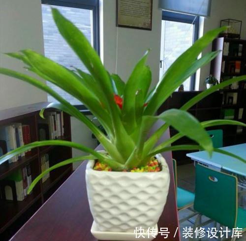 干尖|养花没几天叶子全干了,哪里出了问题,原来是这3点