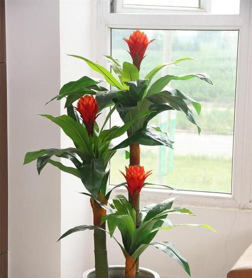  【位置】鸿运当头盆栽的叶子有点发黄，整体看上去也没什么活力，怎么办？