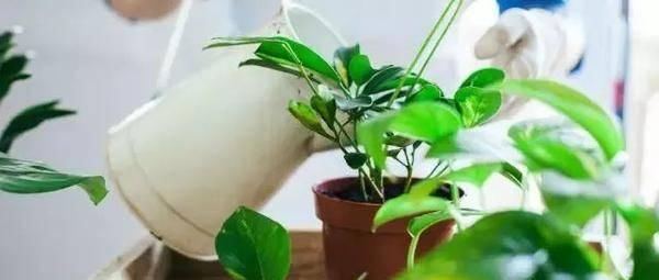  养花：养花长不好？教你几招，四季油绿，花比叶还多，养啥都爆盆！