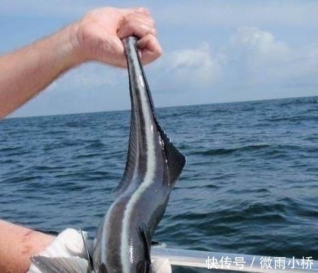  #喜欢#男子钓到一条奇怪的鱼, 正想放了它, 鱼的反应让他立即报警