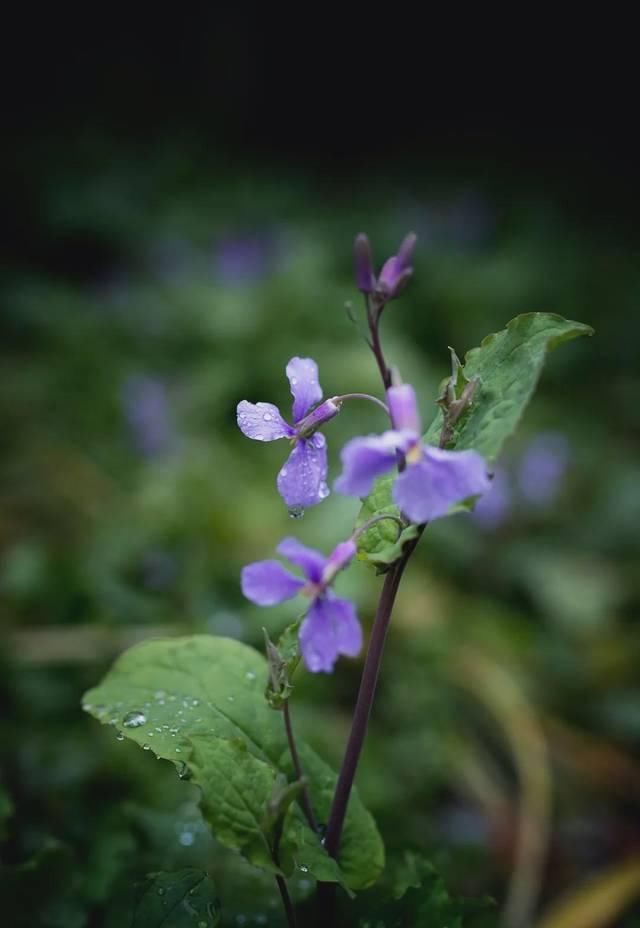  「究竟」云看花，中国美丽高等院校究竟看哪儿？