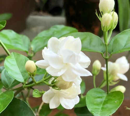  #养护#茉莉花怎么施对肥？用肥对了，枝繁叶茂开花爆，好多人做错