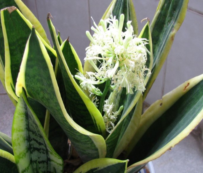  『草莓』适合用花盆栽种的四种水果，除了草莓还有很多，你会选哪种？