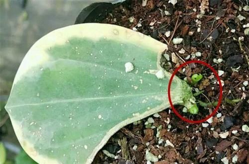  「蟹爪兰」养花也能很省钱，5种花揪叶子，插土里1盆生10盆！
