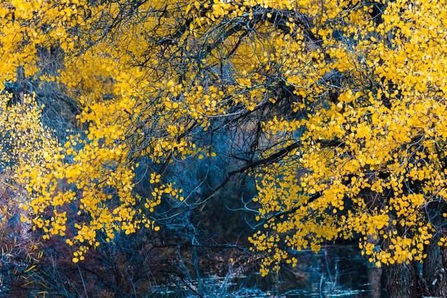 推荐｜额济纳，她的美只有20多天，错过再等一年