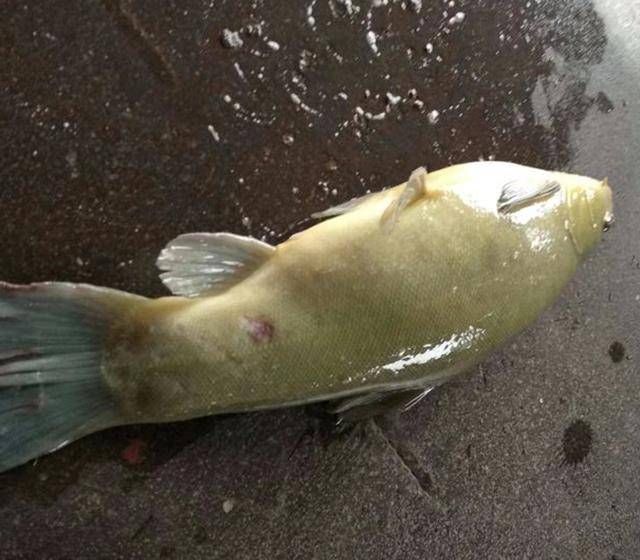 #照片#钓上来一条不知名的鱼,已下锅,留下三张照片请教各位这是什么鱼