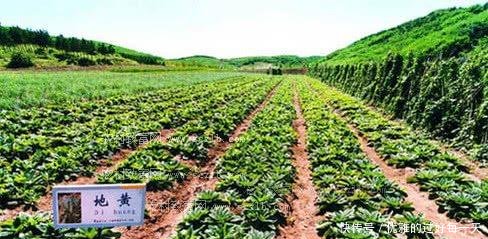 农村“有钱人”才敢种的农作物，一亩地赚10万元！