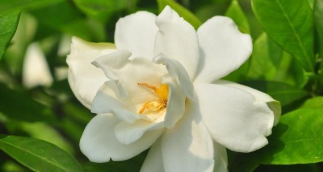  『栀子花』夏季养这两种花，发芽生根泡泡水就能行，开花味还香！