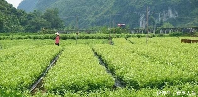  「培育」如何选择砧木进行柑桔培育管理？有没有什么好办法？