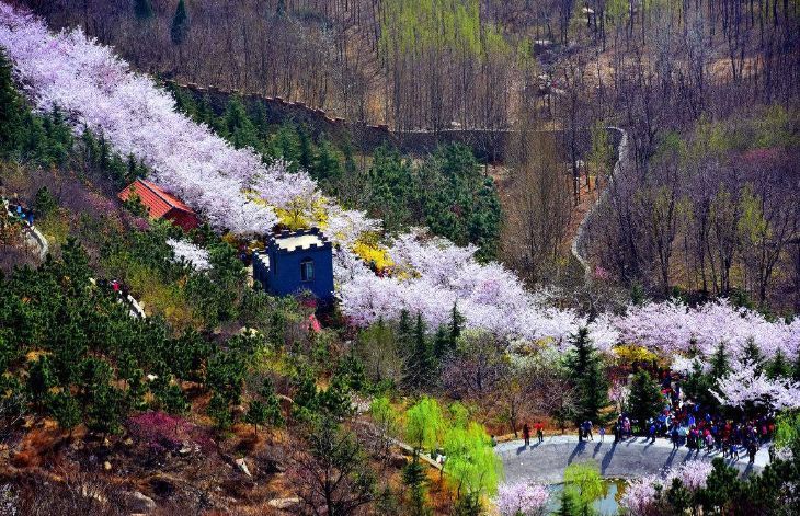 寻一片落英处，赴一场樱花约！