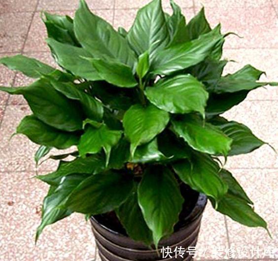 「款花」厕所异味重该怎么办?盆栽3款花''专治''它,让家里更上档次