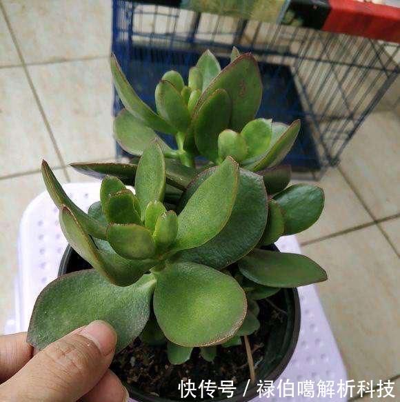 老桩@养玉树有3个“重点”,叶厚实油亮,枝干茁壮,小苗变老桩