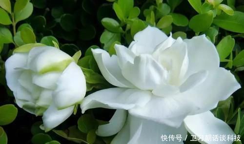 漂亮:这3种花,再漂亮也别在春天养,即使养花大神也很难养活!
