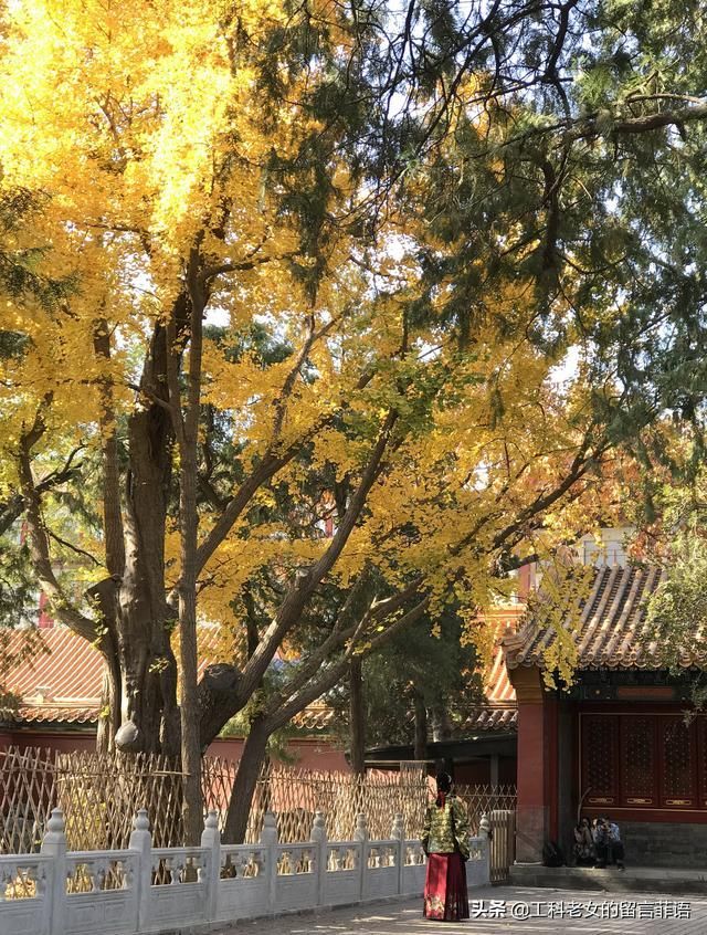 银杏装点下的故宫的秋