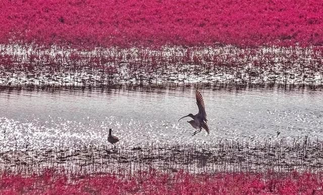又一个红叶王国！国内这处秘境，有比肩枫叶之国加拿大的醉美秋色