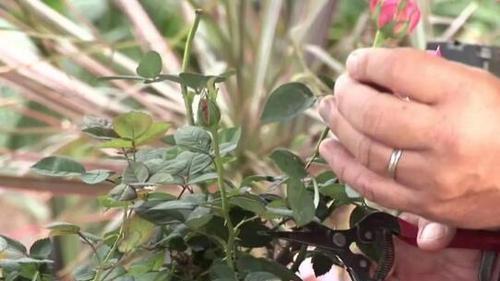  『修剪』月季花开谢后，做好这件事，花苞越开越多