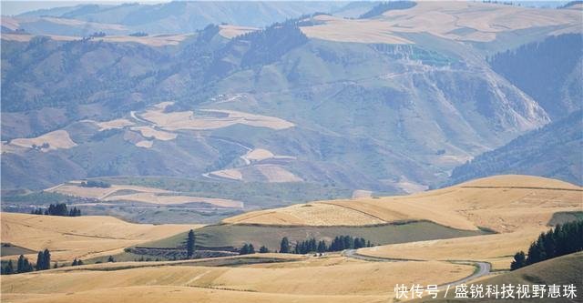 9月来新疆旅行，江布拉克的万亩麦子丰收宛若一幅天然风景画