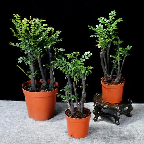  「花叶络石」农村遇到此“瑰宝级”植物，快挖回家摆起来！家人身体越变越棒