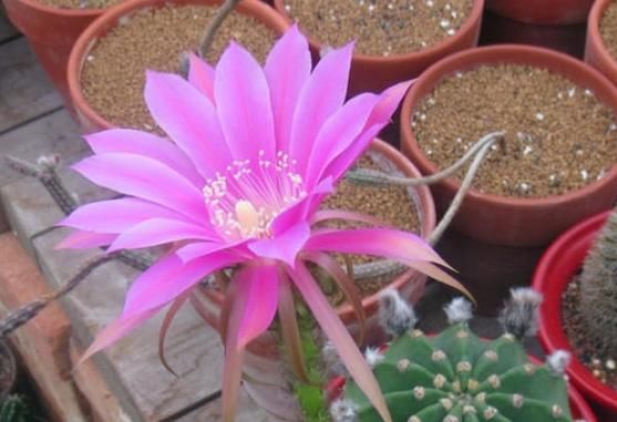 花期■喜欢养花,不如养盆短毛丸,观赏价值高,花型圆滚奇特惹人爱