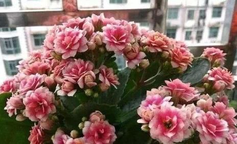 扦插@“4种花”现在扦插最好活,7天生根,下个月就开花,插多少活多少