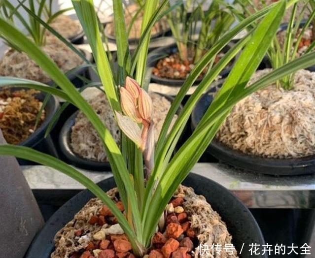 「机液肥」养兰花,试试这种“树枝”,催根长旺,叶子绿油油,管用