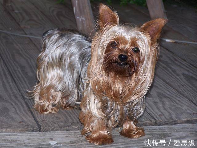 盘点地球上最忠诚10大狗类