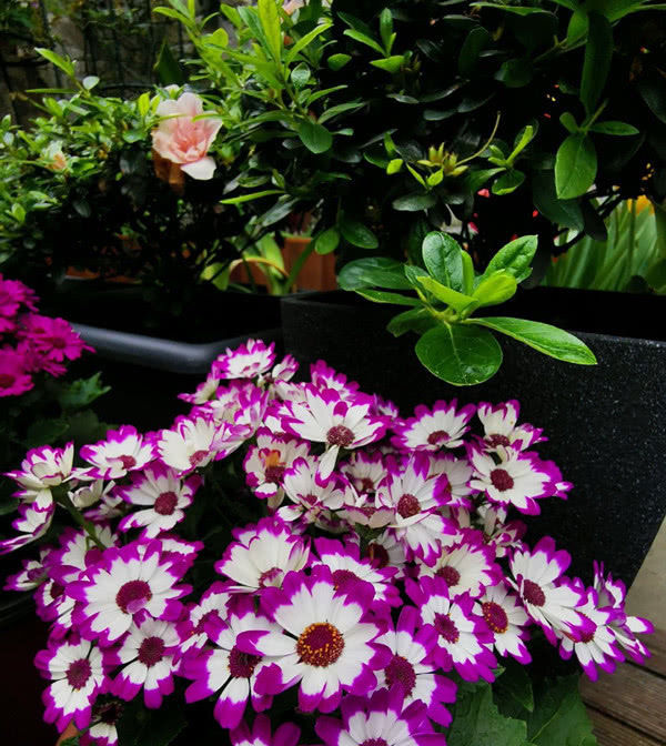  『花开易』花色绚丽耀眼，花开易“爆盆”，好养易活花期长，盆栽养花选它！