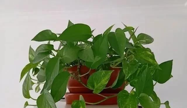  绿油油■养绿萝,注意4细节,随便养都爆盆,枝繁叶茂长成“绿瀑布”!