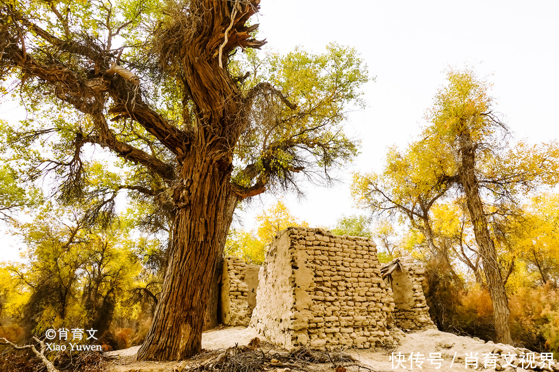 新疆胡杨最美的季节即将到来，坐上景区的小火车，仿佛穿越了时空