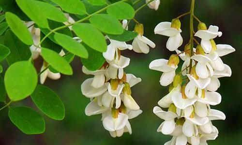  果实■一野生植物叫“槐实”，很多人都见过它的花，殊不知其果实最珍贵