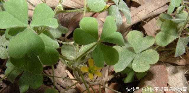 这野草有三瓣叶子，以前拿来喂猪，殊不知是价值珍贵的“嚼盐草”