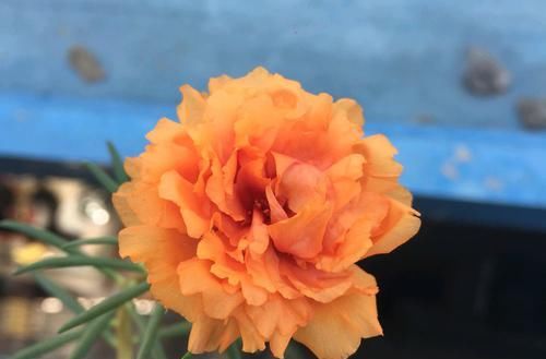  「枝条」太阳花枝条经常长白色虫子，捏死一批又长一批，有好办法吗？