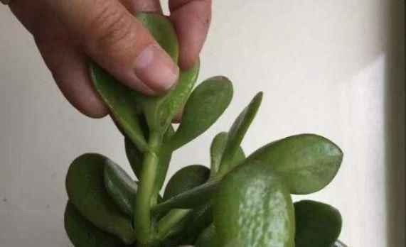  『扦插』玉树生长贼快，用1年的枝条去扦插，15-20天生根，来年就爆盆