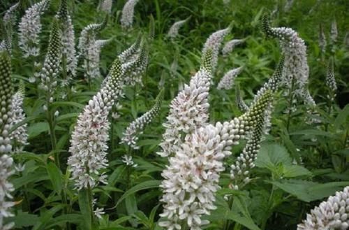  『狼尾花』农村1“普通”杂草，常人挖到即弃，殊不知它药效惊人，是个宝贝