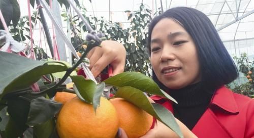  [老王]日本培育的新品种，去年收购价5元一斤，今年涨到8元，果